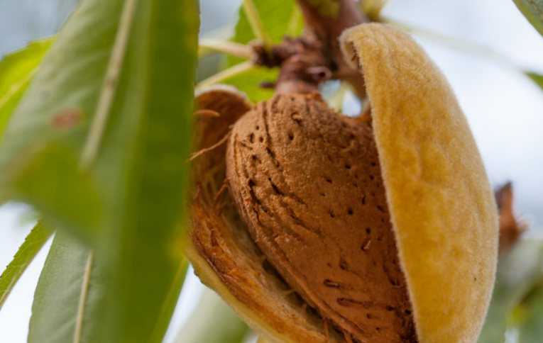 Cultura da Amendoeira estará em debate, esta quarta-feira, em Beja - ODigital.pt