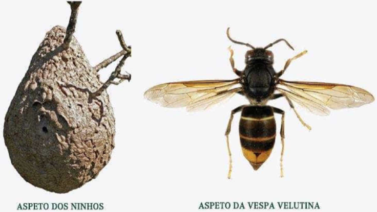 Vespa Asiática detectada no concelho do Crato - ODigital.pt