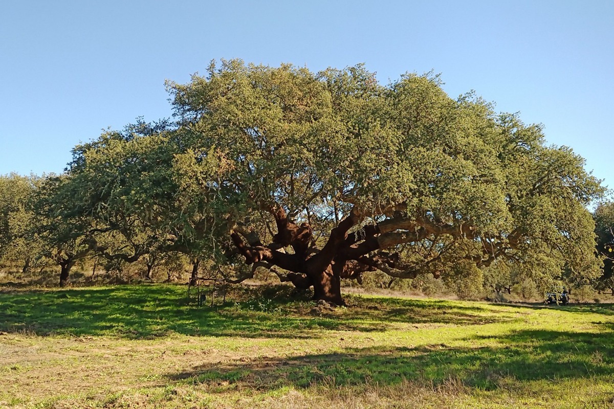 Sobreira Grande