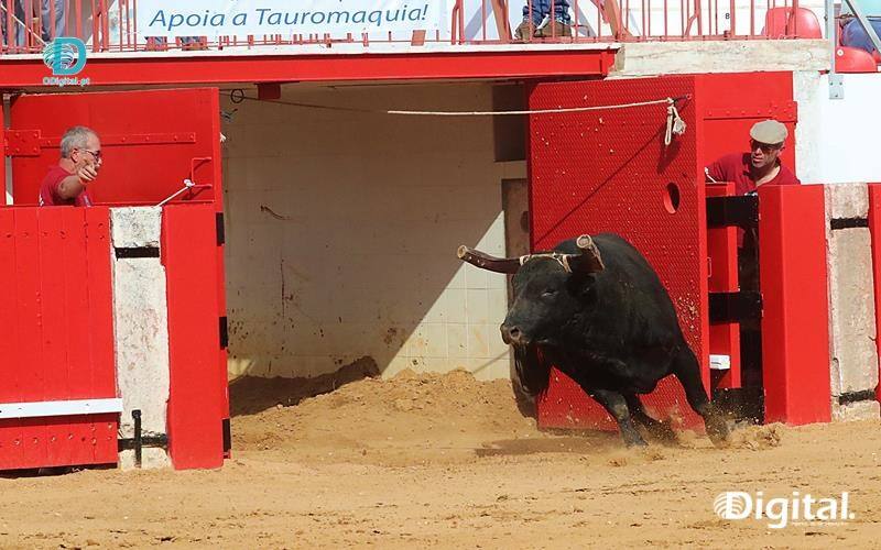 touros em Estremoz