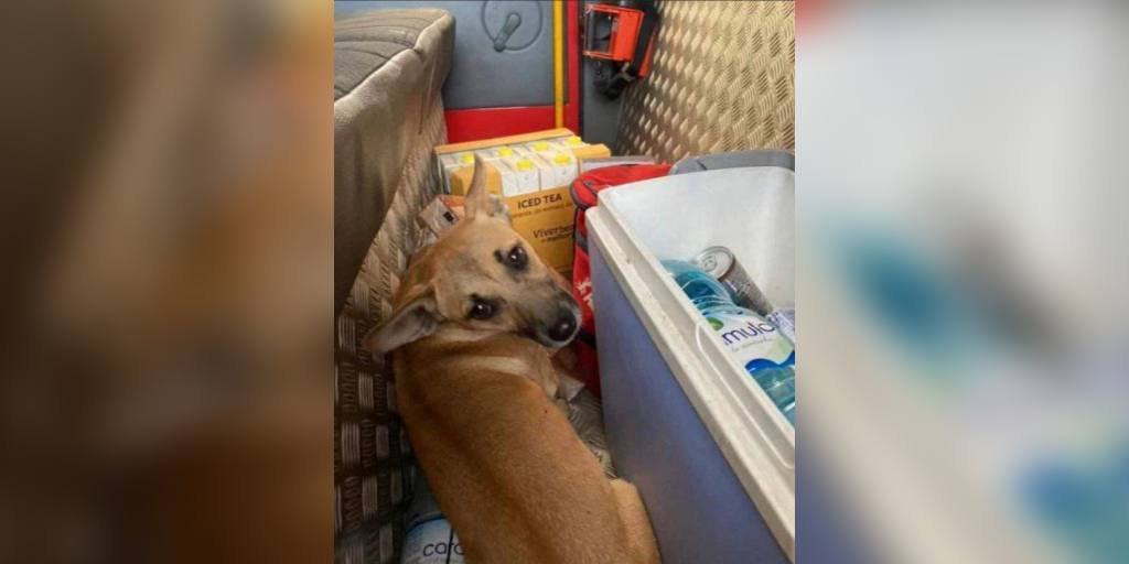cão resgatado