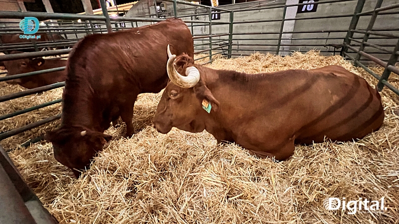 vaca