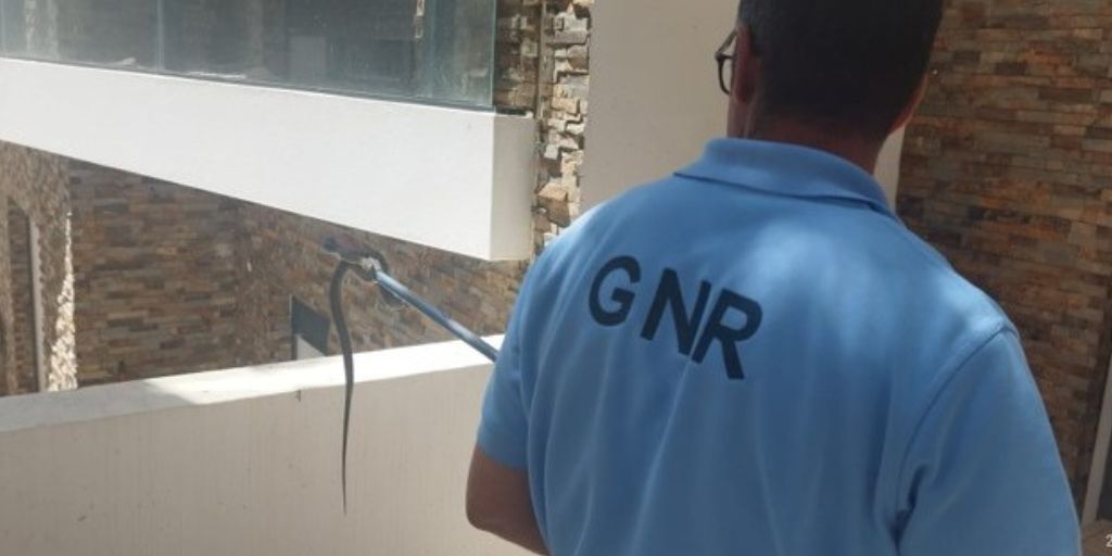 GNR recolhe cobra em varanda