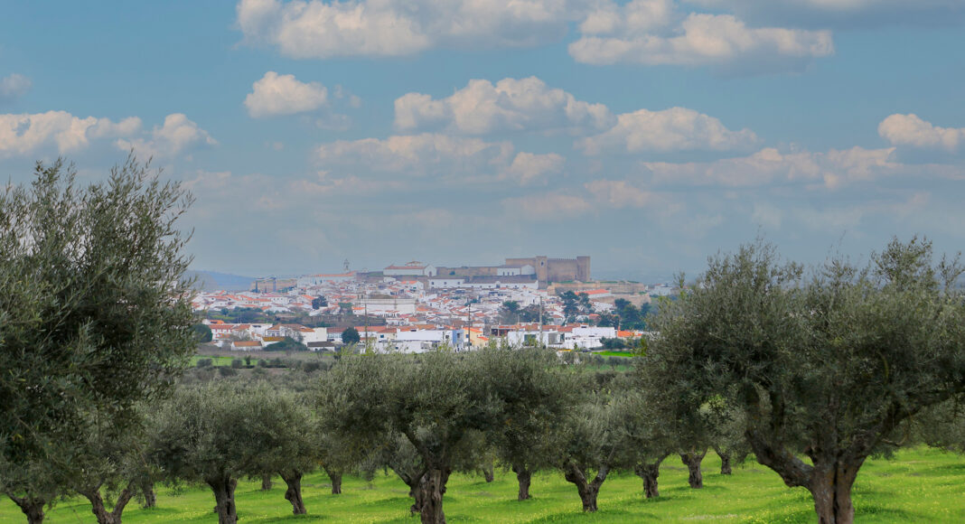 Campo Maior acolhe em maio certames nacionais de olivicultura e do azeite