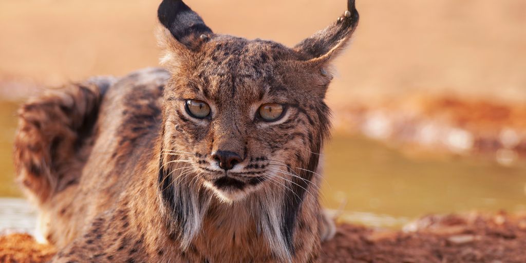 Lince-ibérico em destaque na Jornada da Caça de Abril em Mértola