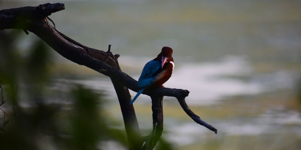 aves