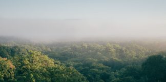 Plano nacional prevê quinhentos milhões por ano até 2030 para restaurar natureza Natureza