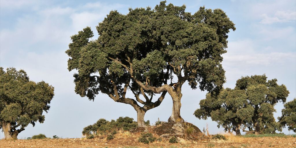 azinheiras