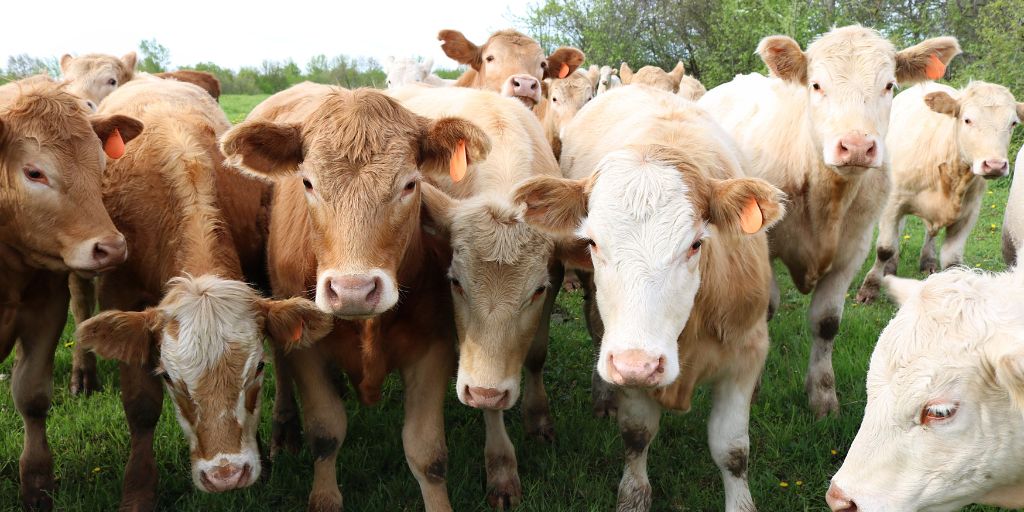 Agricultura: Preços dos bovinos recuam em várias áreas do Alentejo durante a semana 42 de 2025