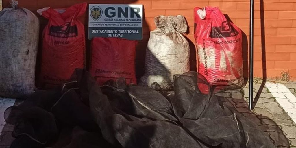 GNR detém casal suspeito de furto de 143 quilos de azeitona em Campo Maior