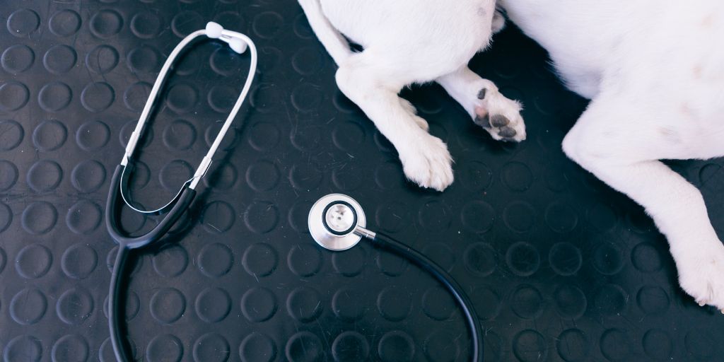 Veterinária