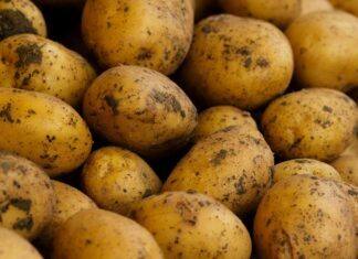 Consumo de batata em Portugal sobe para máximo de seis anos e Miss Tata regressa Projeto europeu POMATO lança inquérito para criar rede sustentável nas cadeias do tomate e da batata