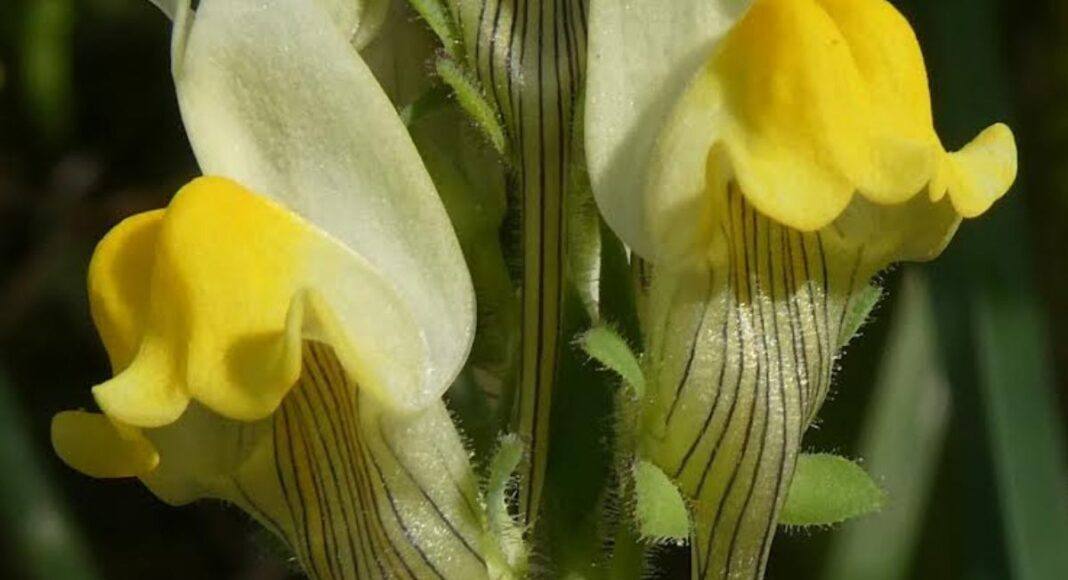 Nova espécie “Linaria almadensis” encontrada nas arribas do Tejo