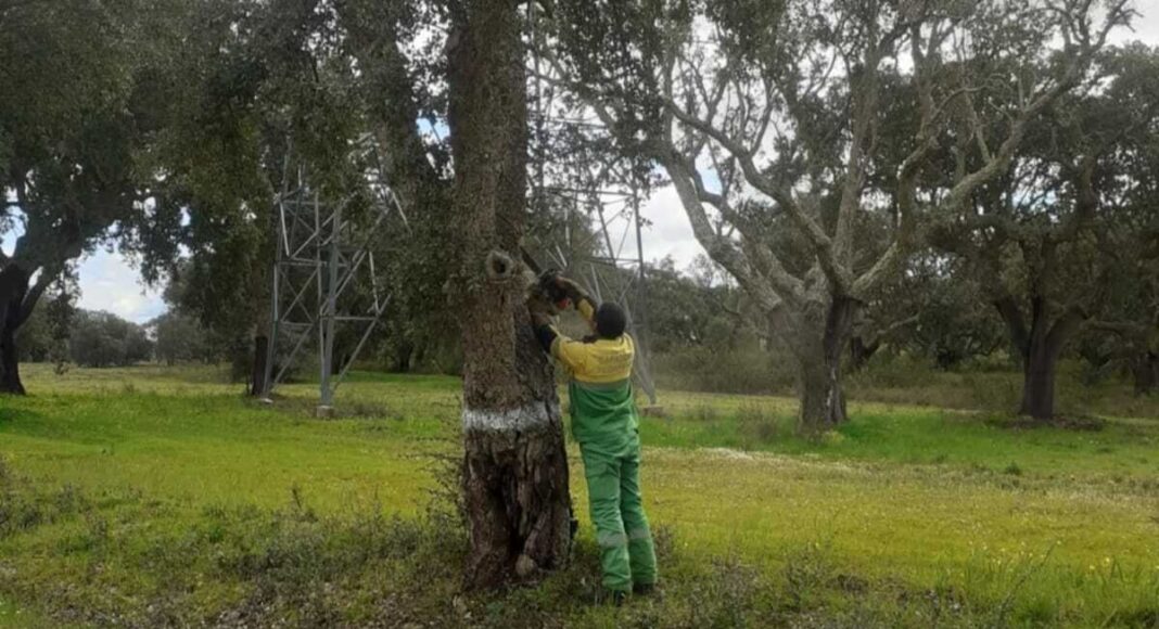 Sousel identifica árvores em risco de queda e avança com intervenções de segurança no concelho