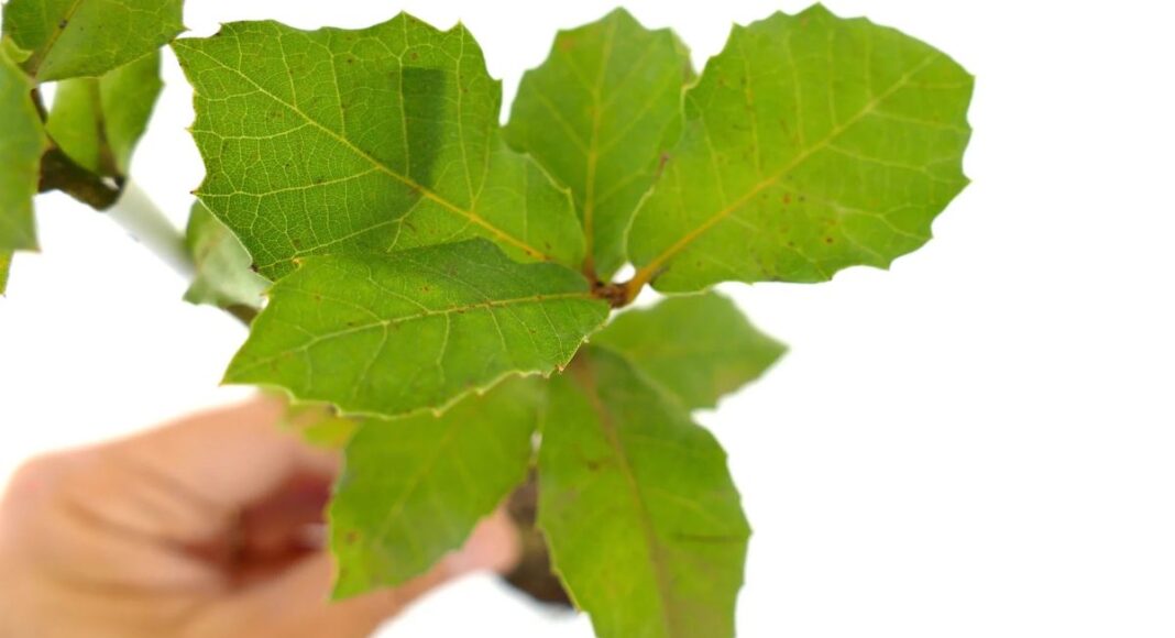 Quercus