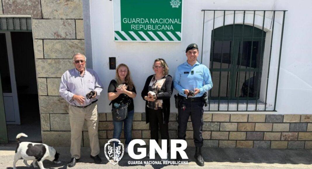 Barrancos: GNR resgata cães recém-nascidos abandonados num contentor do lixo
