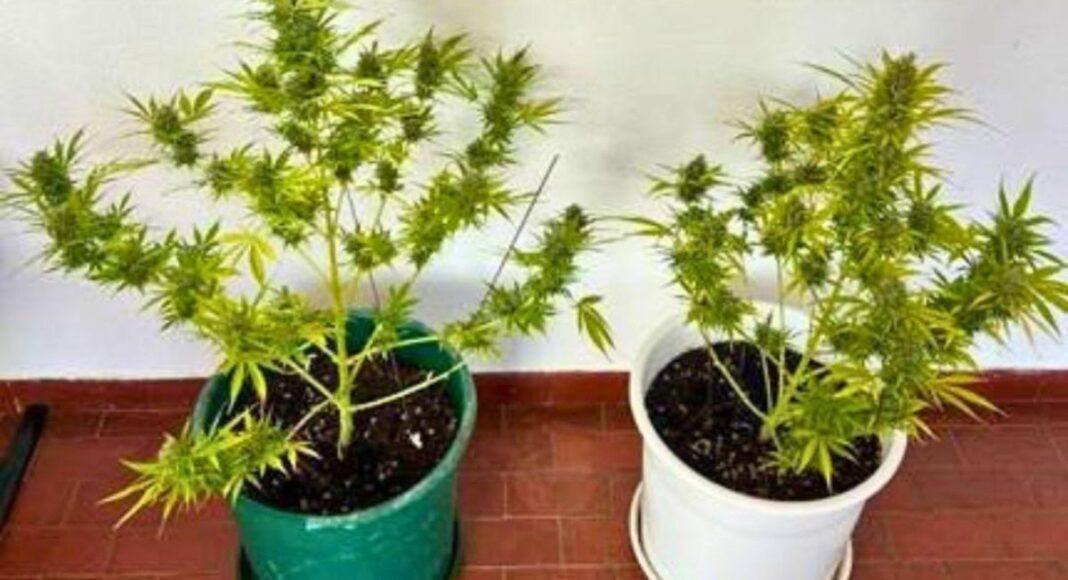 Cultivo de canábis leva à detenção de homem em Sines