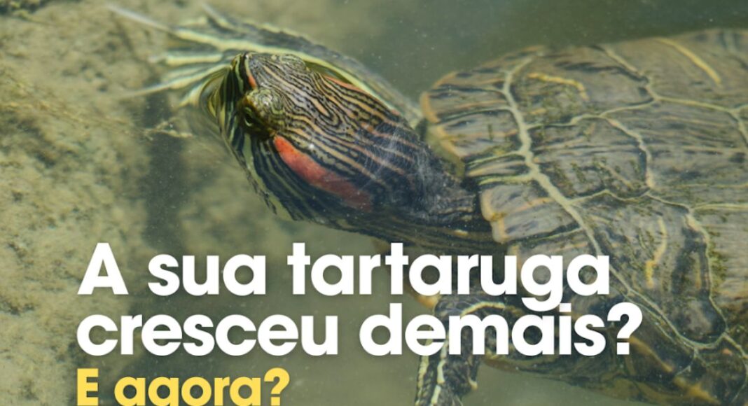 MARE lança campanha nacional para alertar para espécies invasoras aquáticas em Portugal