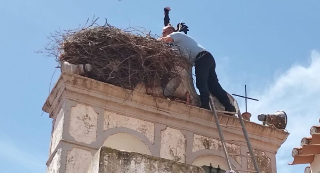 GNR recupera cria de cegonha branca ferida em Santo Amador, no concelho de Moura
