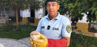GNR recupera cria de Coruja-das-Torres no concelho de Moura GNR recupera cria de Coruja-das-Torres no concelho de Moura